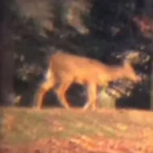 Maher Shalal Hash Baz