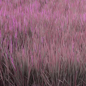 Jim O Rourke - Steamroom 38