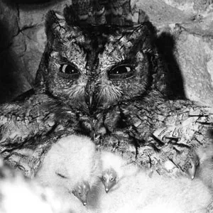 Knud Viktor - Le petit duc