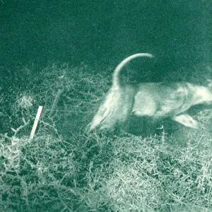 The Selva + Machinefabriek