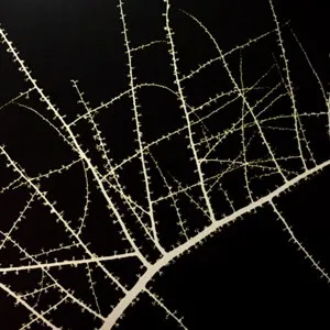 Terry Riley + Don Cherry