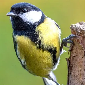 Sélection de disques de 2024